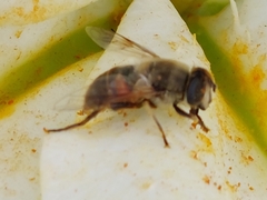 Eristalis tenax