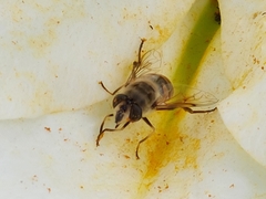 Eristalis tenax