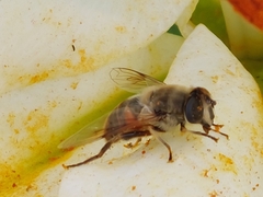 Eristalis tenax