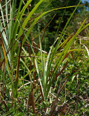 Saccharum spontaneum