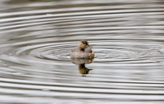 Tachybaptus ruficollis