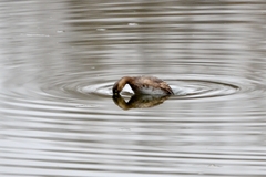 Tachybaptus ruficollis