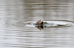 Tachybaptus ruficollis