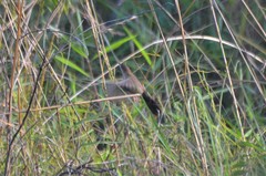 Catriscus brevirostris