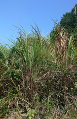 Saccharum spontaneum