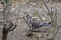 Streptopelia orientalis