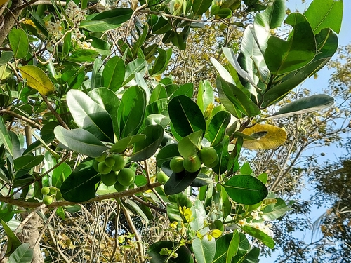 Calophyllum inophyllum