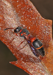 Parancistrocerus perennis anacardivora