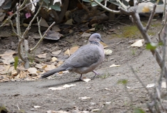 Streptopelia chinensis