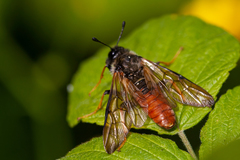 Trichiosoma aenescens