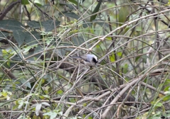 Aegithalos glaucogularis