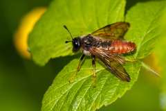 Trichiosoma aenescens