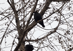 Acridotheres cristatellus