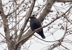 Acridotheres cristatellus