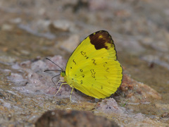 Eurema simulatrix