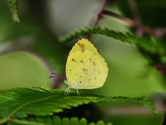 Eurema ada