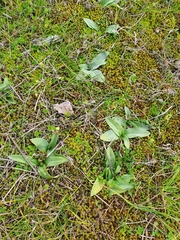 Ophrys exaltata arachnitiformis
