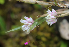 Dendrobium caliculi-mentum