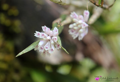 Dendrobium caliculi-mentum