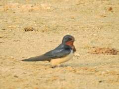 Hirundo rustica
