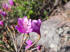 Rhododendron farrerae