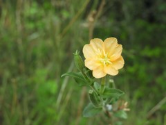 Oenothera parodiana