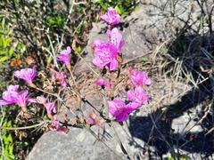 Rhododendron farrerae