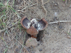 Prosopanche americana