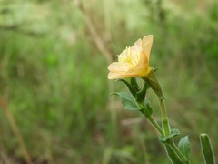 Oenothera parodiana