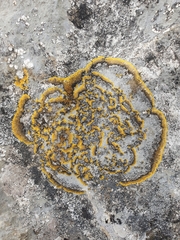 Variospora