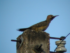 Fernandina's Flicker photo 2