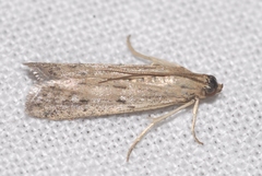 Phycitodes inquinatella