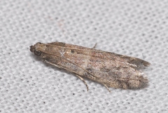 Ephestia woodiella