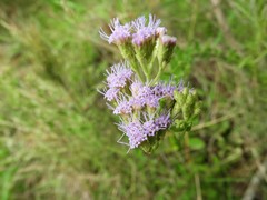Chromolaena hirsuta