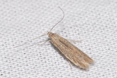 Coleophora texanella