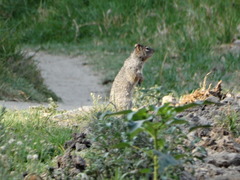 Otospermophilus variegatus