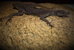 Platysaurus maculatus maculatus