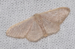 Idaea distinctaria