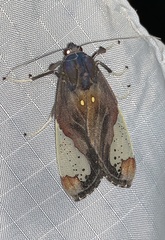 Bertholdia flavidorsata