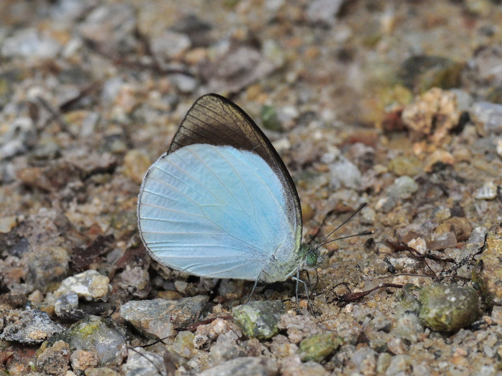 Udaiana cynis