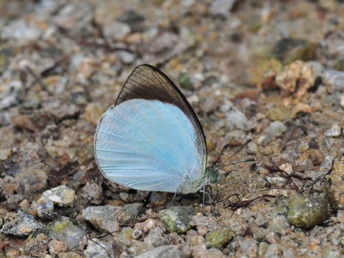 Udaiana cynis