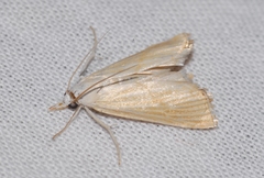 Xanthocrambus delicatellus