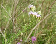 Chromolaena hirsuta