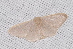 Idaea distinctaria