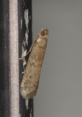 Ephestia woodiella