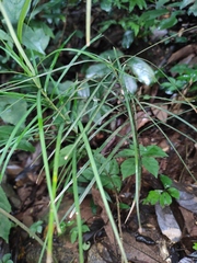 Carex maubertiana