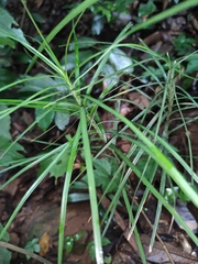 Carex maubertiana