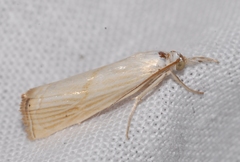 Xanthocrambus delicatellus