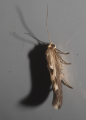 Scythris limbella