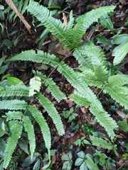 Pteris fauriei